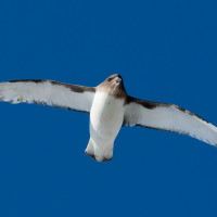 Antarctic Petrel